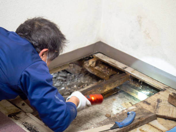 Best Residential Mold Removal  in Mount Ayr, IA