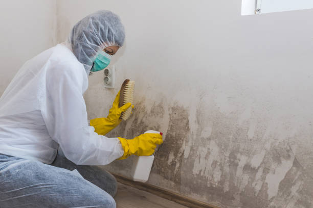 Certified Mold Removal in Mount Ayr, IA