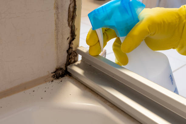 Best Mold Testing and Removal  in Mount Ayr, IA