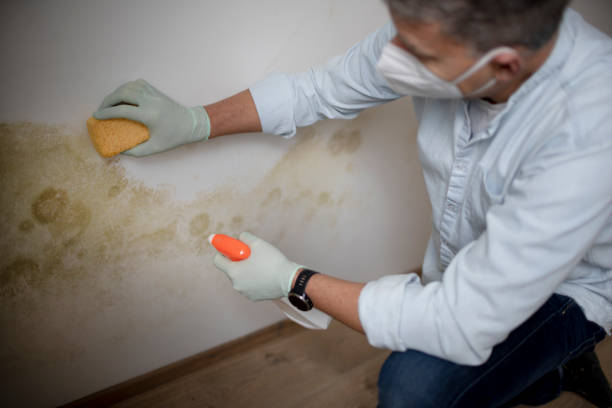 Best Water Damage Restoration  in Mount Ayr, IA