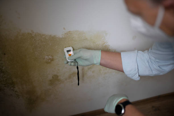Best Certified Mold Removal  in Mount Ayr, IA