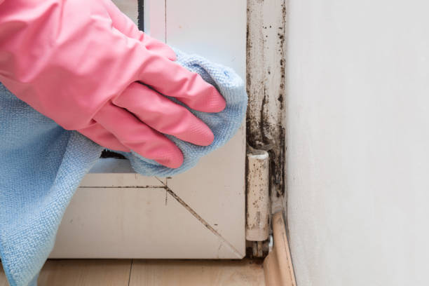 Best Office Mold Removal Services  in Mount Ayr, IA